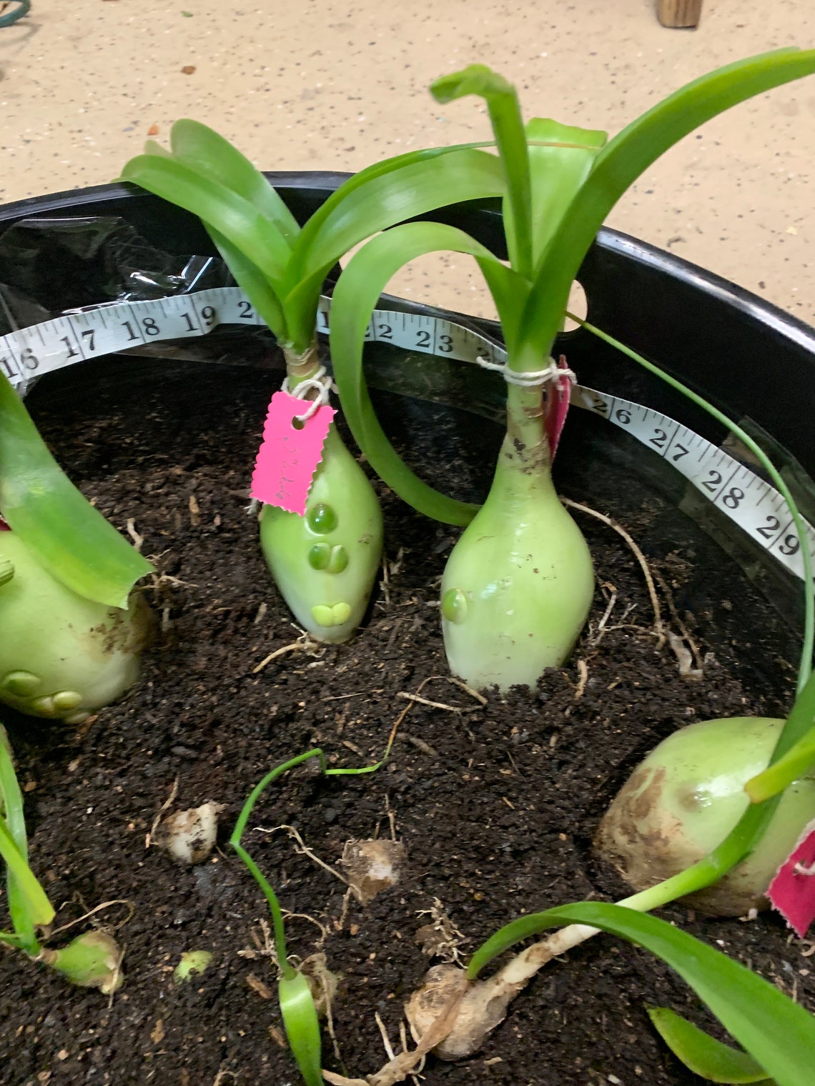 Pregnant Onion Live Plant Albuca bracteata False Sea Onion Etsy