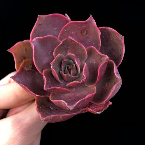 Rare Echeveria Mon Chou Imported Korean Succulent 3 Etsy