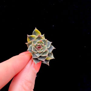 Echeveria Olivia Variegated Gold Imported Korean succulent