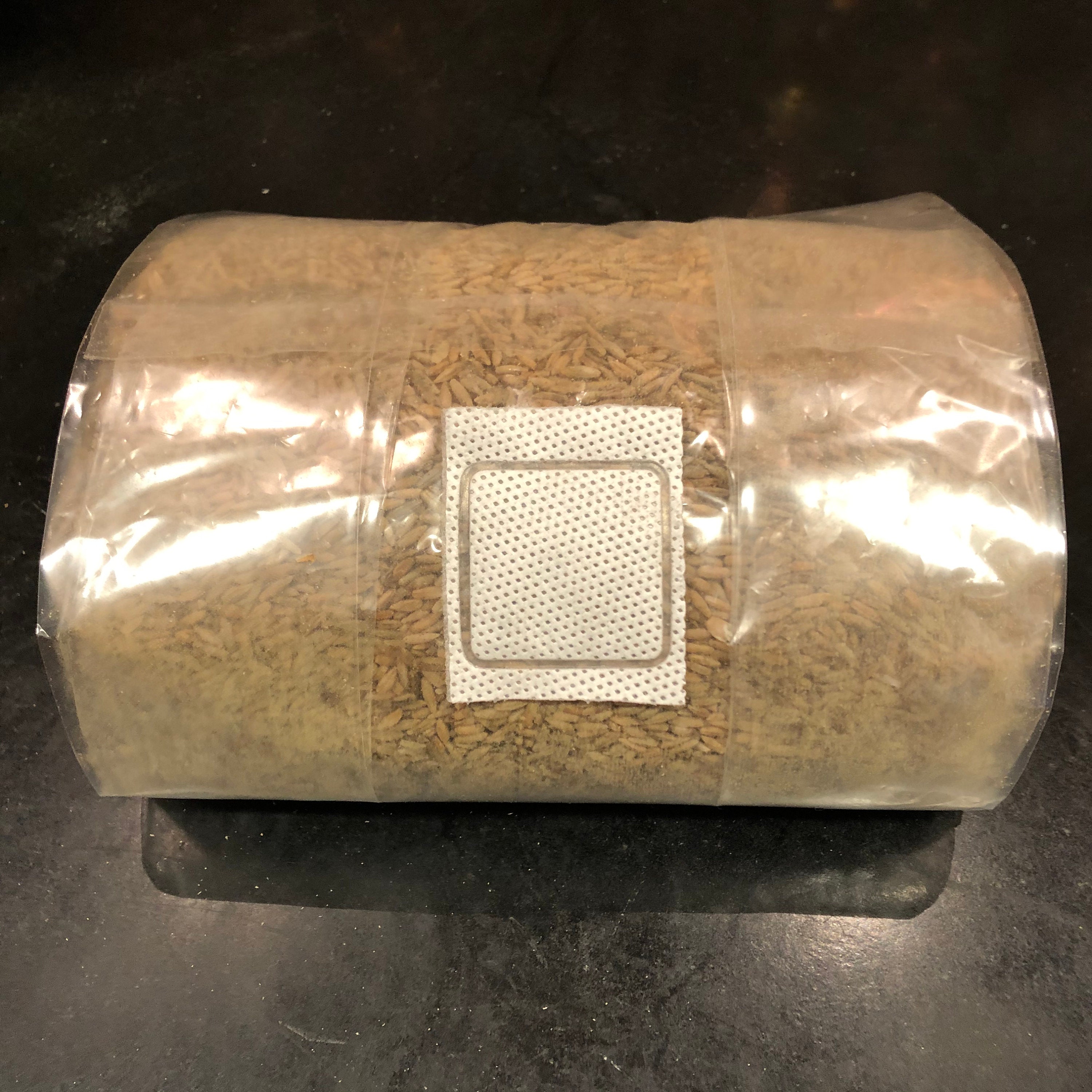 Maitake Grain Spawn BAG or JARS Gourmet Mushroom Sterilized Etsy