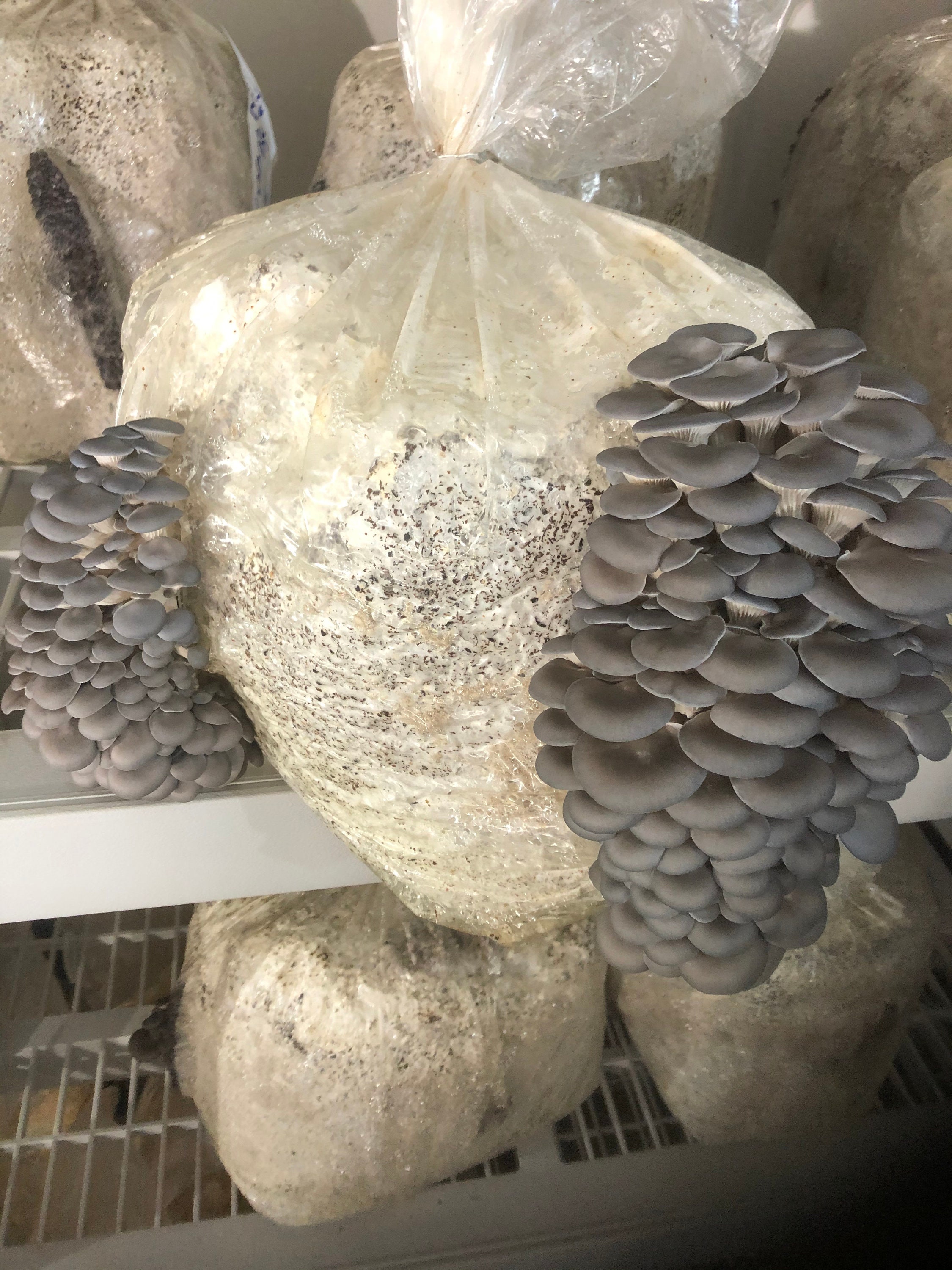 Blue Oyster Mushroom Block Sterilized Substrate Colonized Etsy