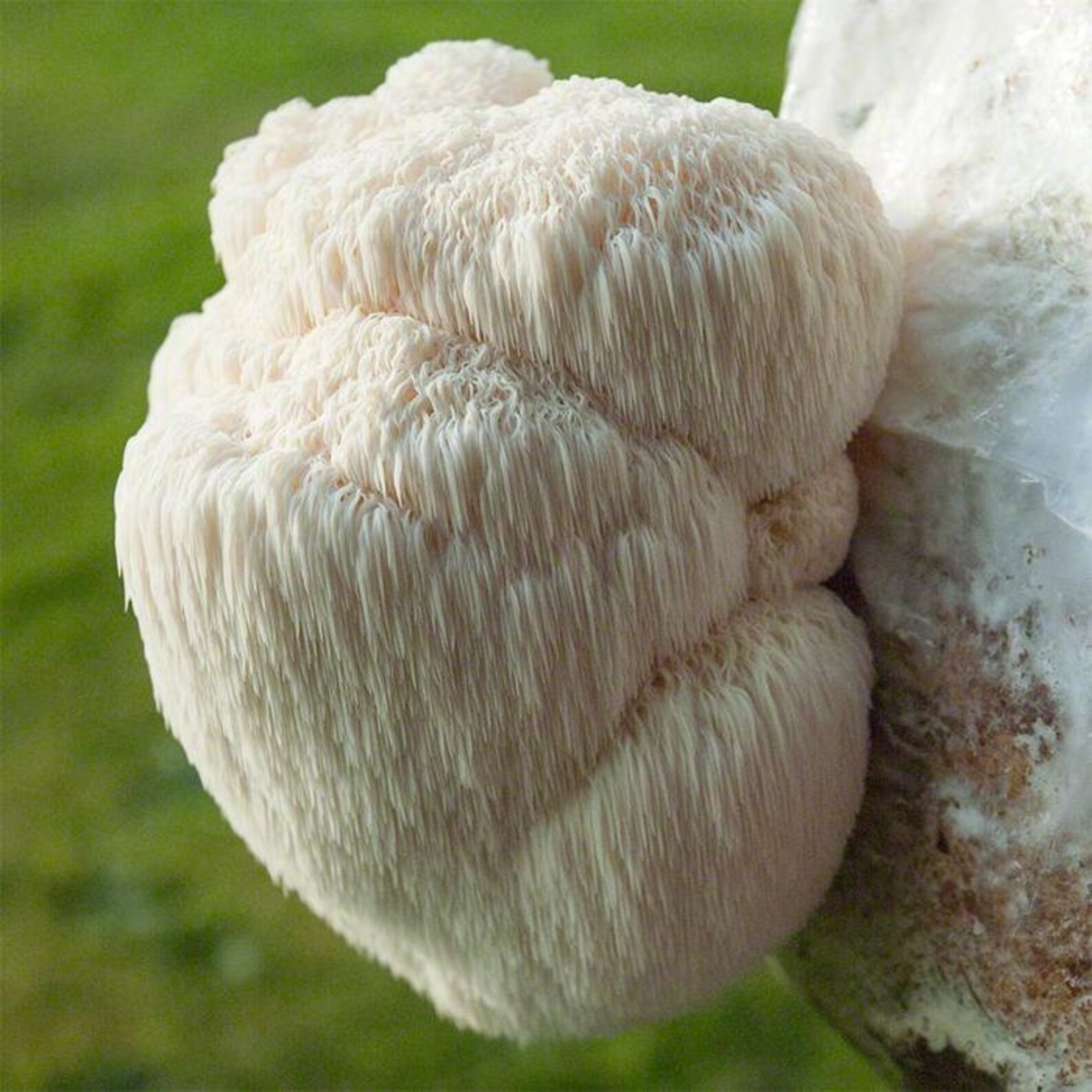 pompom mushrooms pompom mushrooms
