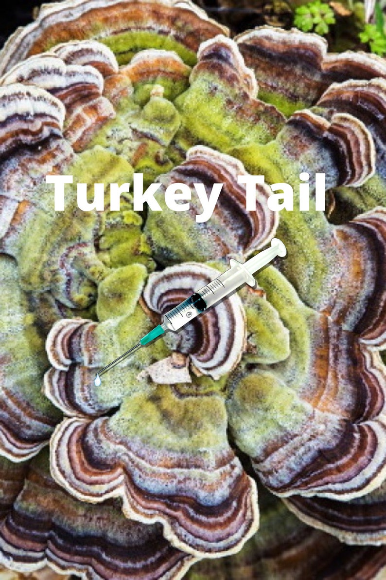 Turkey Tail Mushroom Liquid Culture Syringe Live Mycelium Etsy