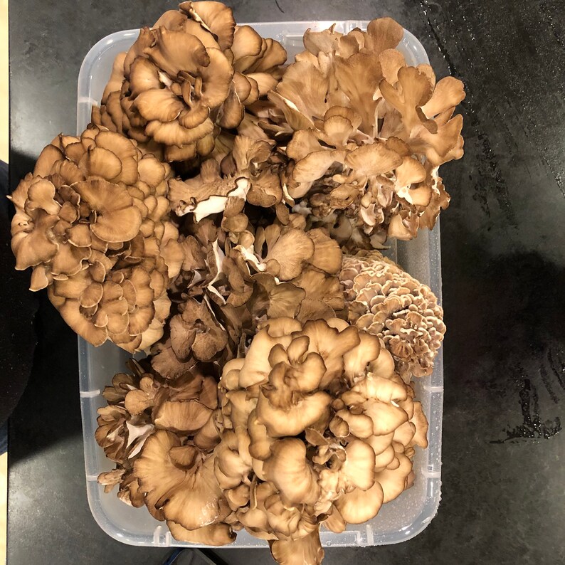 Maitake Mushroom Block sterilized substrate colonizing Etsy