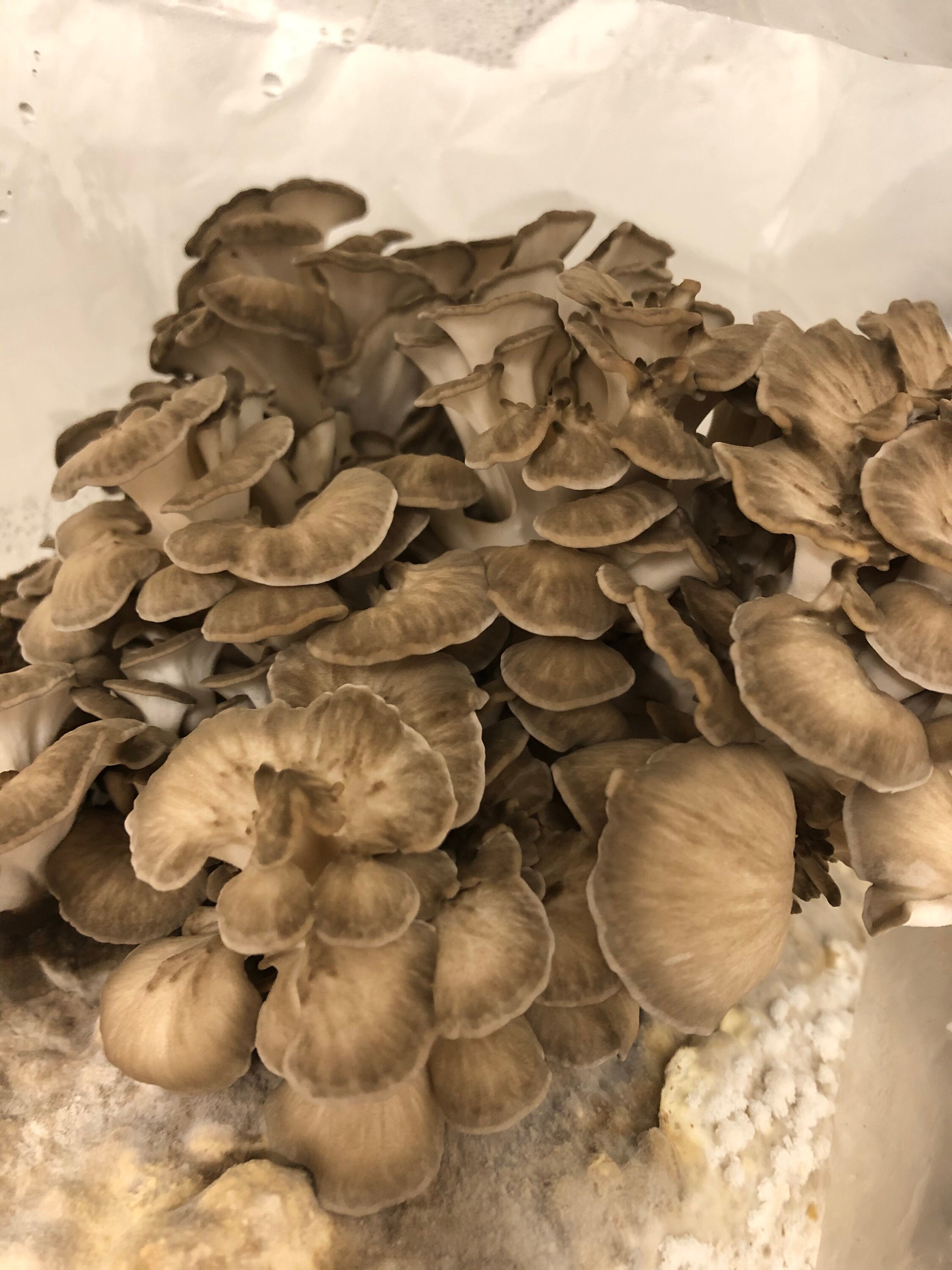 Maitake Grain Spawn BAG or JARS Gourmet Mushroom Sterilized Etsy