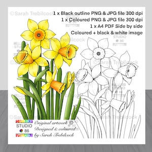Puede incluir: Una ilustración digital de un ramo de narcisos amarillos con tallos y hojas verdes. La imagen está en blanco y negro y en color, lado a lado. El texto "Original artwork Designed & coloured by Sarah Trebilcock" está incluido en la imagen.