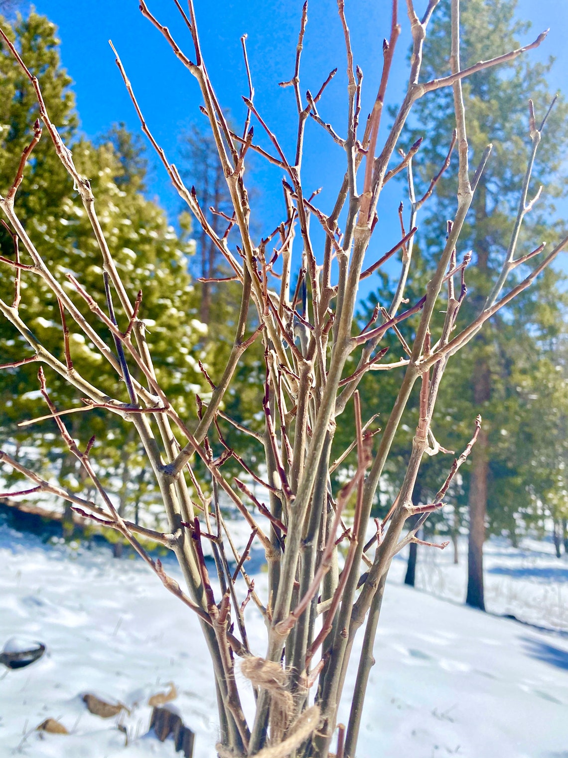 Natural aspen tree branches Woodland Bouquet home decor Etsy