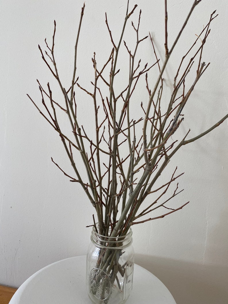Natural aspen tree branches Woodland Bouquet home decor Etsy