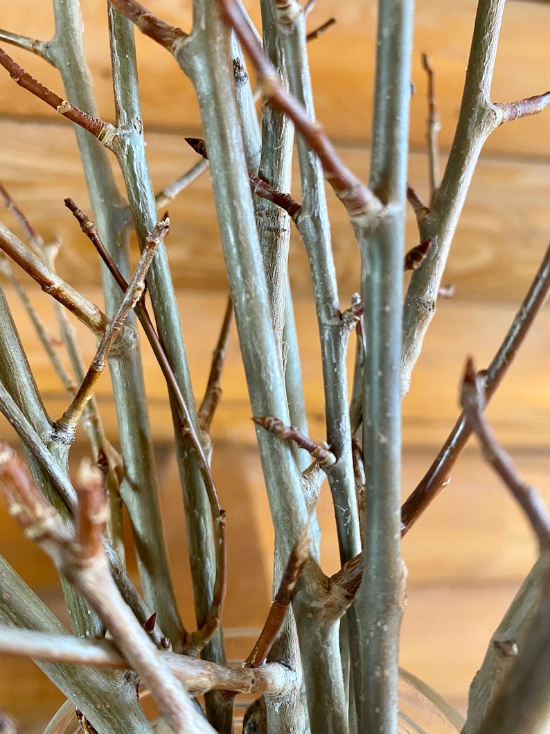 Natural aspen tree branches Woodland Bouquet home decor Etsy