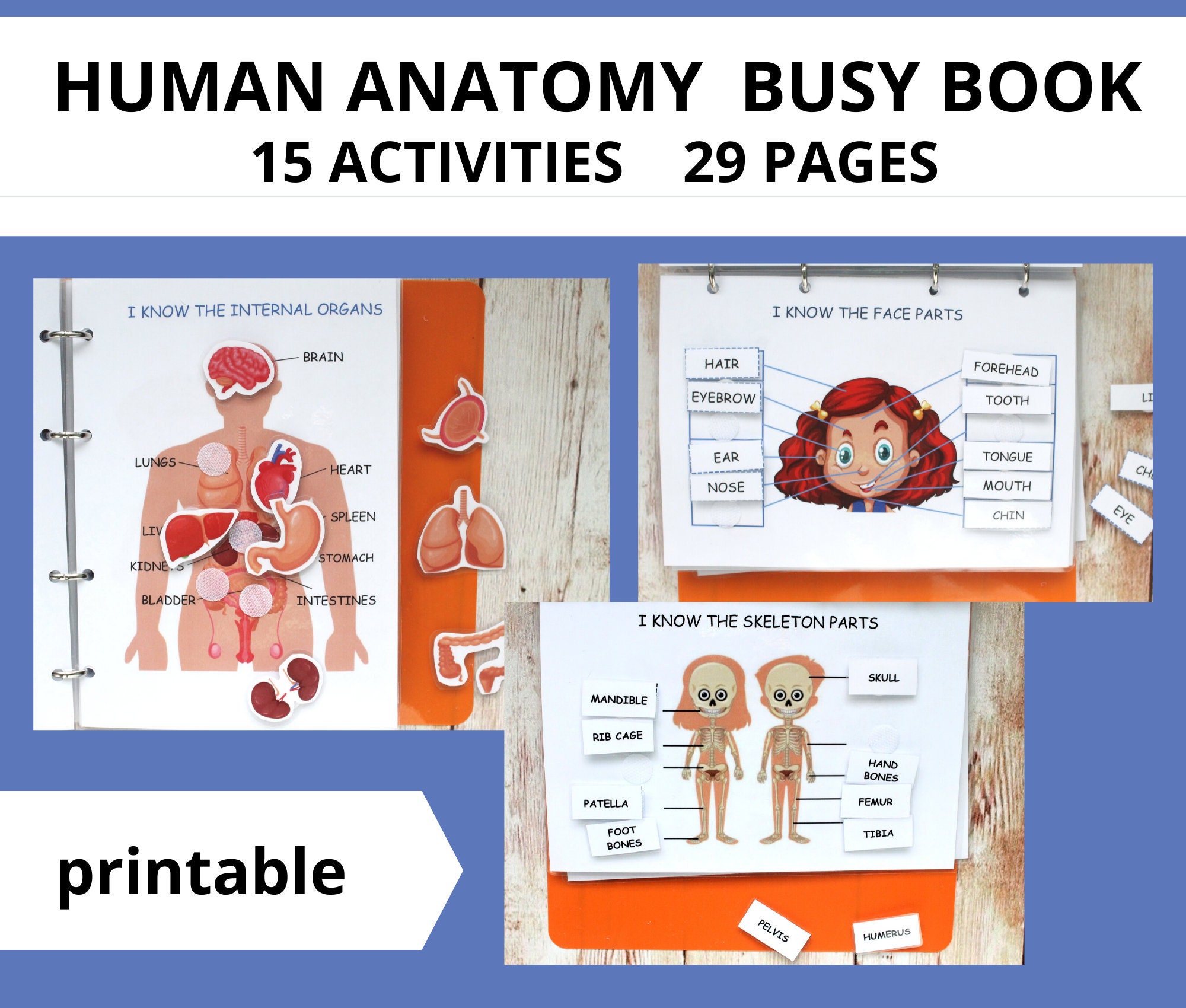 Busy book printable HUMAN ANATOMY activities binder Toddler | Etsy