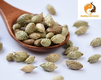 Dried Siberian Cocklebur Fruit – Bulk Cang Er Zi Xanthium Sibiricum
