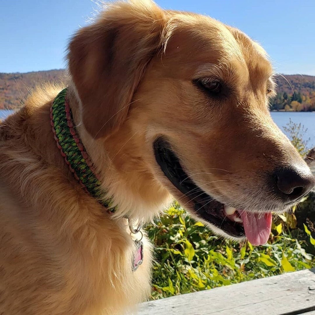 Dog Collar Paracord Dog Accessories Large Dogs Strong Durable Safe