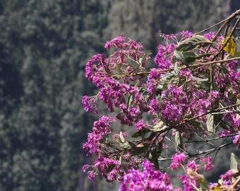 Peruvian Wisteria, Travel Photography, Flowers, Wall Art, Home Decor