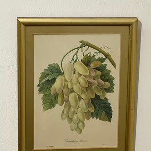 Vintage framed grapes print - Pierre-Joseph Redouté
