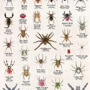 May include: An educational poster titled "Spiders and Arachnids" featuring detailed illustrations of various spider species. The poster includes scientific names and size measurements in inches and centimeters, set against a grid background.