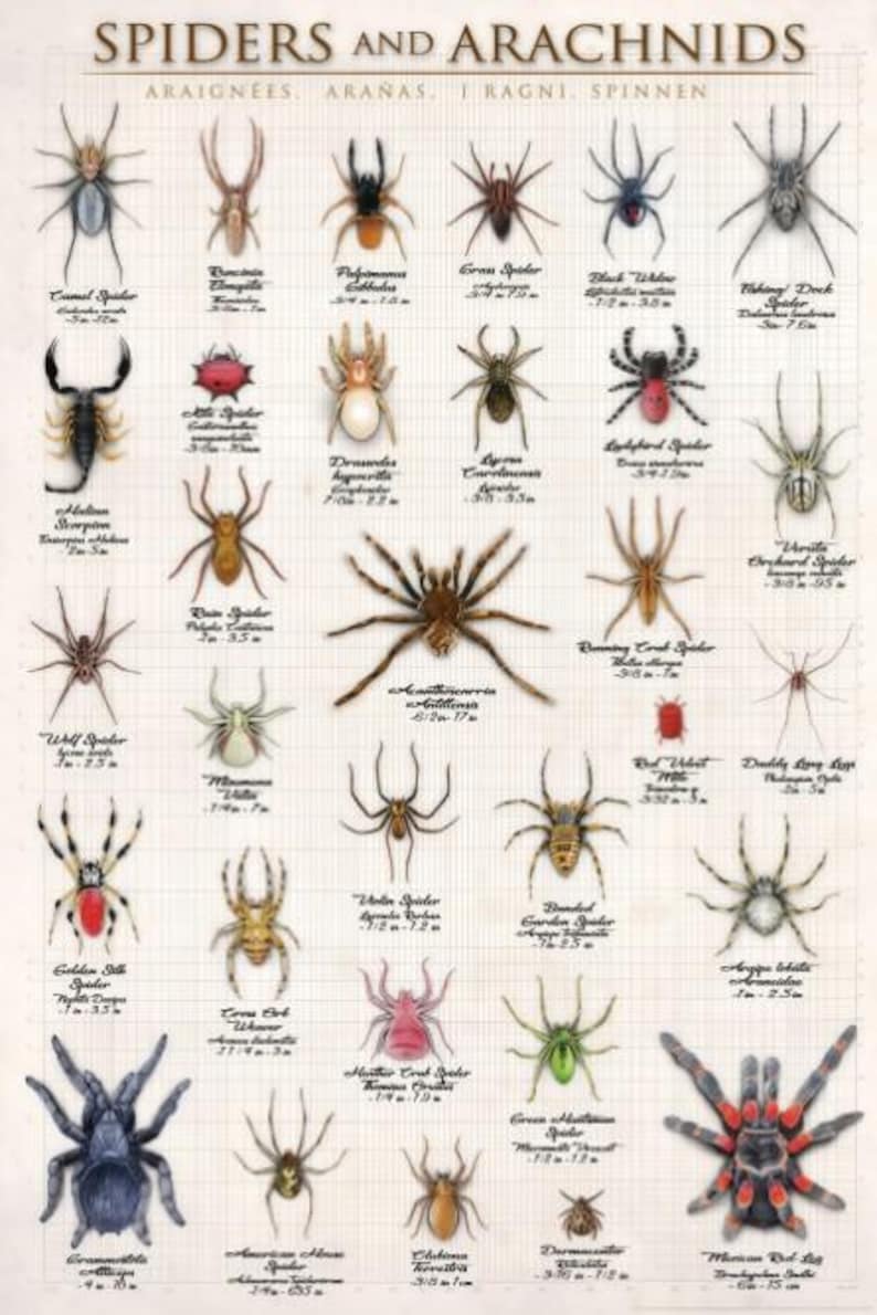 May include: An educational poster titled "Spiders and Arachnids" featuring detailed illustrations of various spider species. The poster includes scientific names and size measurements in inches and centimeters, set against a grid background.