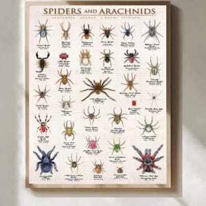 May include: A framed print featuring a detailed illustration of various spiders and arachnids. The print includes the title "Spiders and Arachnids" at the top, with each spider labeled with its scientific name. The background has a grid pattern.