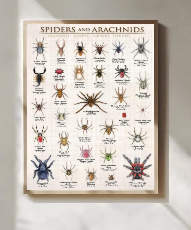 May include: A framed print featuring a detailed illustration of various spiders and arachnids. The print includes the title "Spiders and Arachnids" at the top, with each spider labeled with its scientific name. The background has a grid pattern.