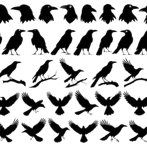 Peut inclure: Ensemble de silhouettes noires de corbeaux dans diverses poses. L'image comprend des profils de corbeaux, des corbeaux perchés sur des branches et des corbeaux en vol, le tout sur fond blanc. Idéal pour le graphisme ou les projets sur la nature.