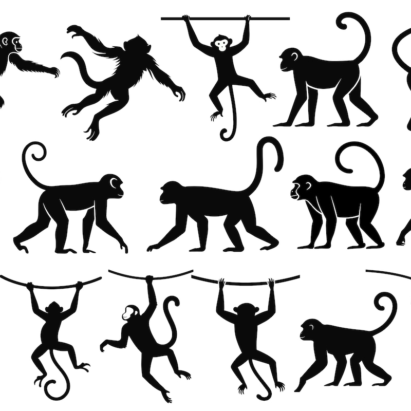 Monkey Sort Monkey Svg - Etsy