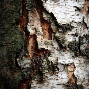 May include: Close-up of birch tree bark. The bark is a mix of white, gray, and brown, with areas of peeling and exposed inner layers. Green moss adds texture. The image highlights the natural patterns and textures of the tree.