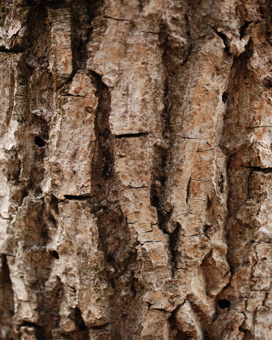 Tree Bark Living Tree Tree Bark Background Tree Bark Etsy