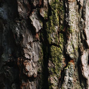 May include: Close-up of tree bark with a rough, textured surface. The bark is primarily brown and gray, with patches of green moss adding color and contrast. The image highlights the natural patterns and textures of the tree.