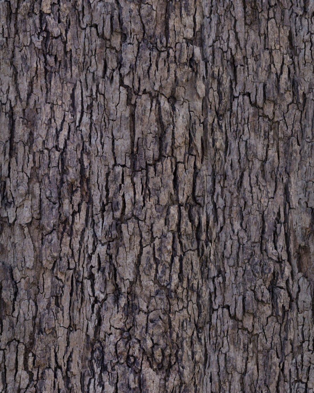Tree Bark, Living Tree, Tree Bark Background, Tree Bark Wallpaper, Tree