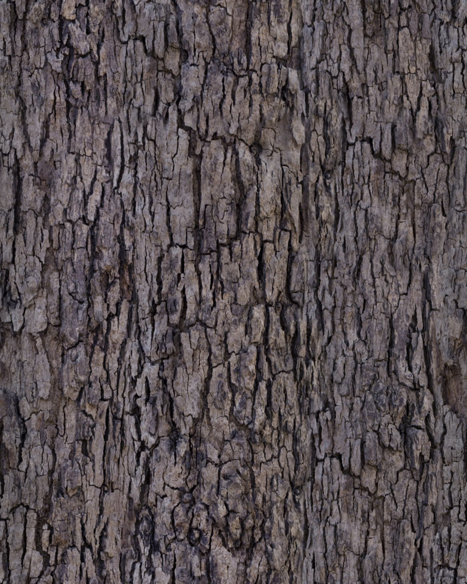Tree Bark, Living Tree, Tree Bark Background, Tree Bark Wallpaper, Tree