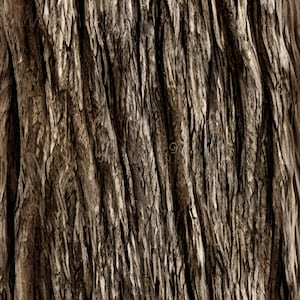 Tree Bark, Living Tree, Tree Bark Background, Tree Bark Wallpaper, Tree Bark Natural Study, Tree Bark Decor,Tree Wall Decor.