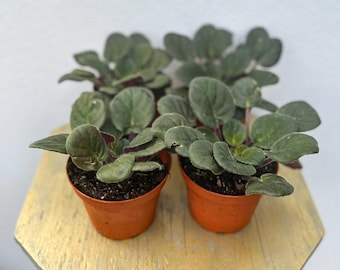 Rare African Violet Rm-light Breeze 1 Leaf Cutting - Etsy