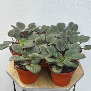 May include: Several small African violet plants in terracotta pots. The plants have dark green, velvety leaves and purple stems. The pots are arranged on a light-colored wooden surface against a white background. The plants are a popular houseplant choice.