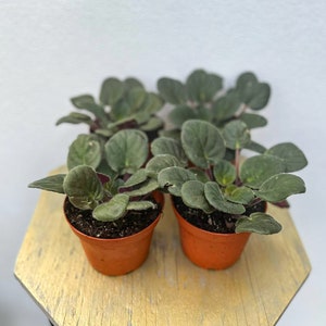 May include: Four small potted African violet plants with dark green leaves. The plants are in terracotta pots and are sitting on a wooden surface.