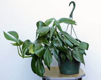 LIVE 8 inch hanging basket Philodendron Dragon Tail, Rare houseplant, Plant dad gift, Christmas gift, Trailing indoor plant, Birthday gift