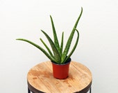 LIVE Aloe Vera Chinese Aloe, Indian Aloe, Barbados Aloe, Burn Aloe, First Aid Plant in 4 quot growers pot