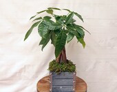 LIVE Money Tree Pachira Aquatica Good Luck tree Bonsai in 6 quot modern gift pot