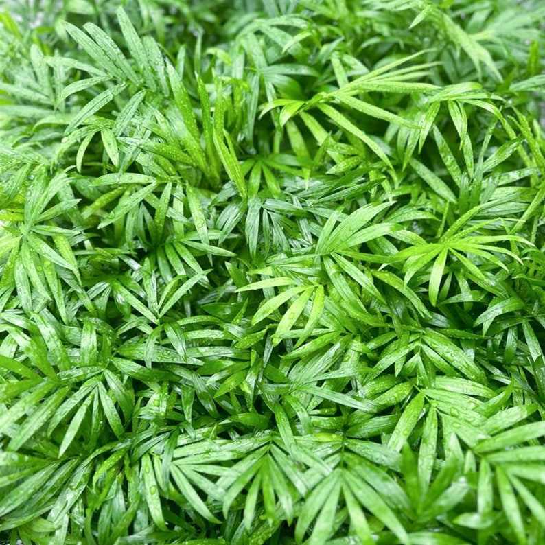 FloridaPlantsGardens Parlor Palm - Thumbnail 2