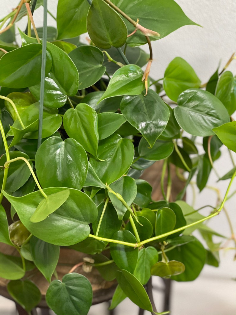 FloridaPlantsGardens Heartleaf Philodendron