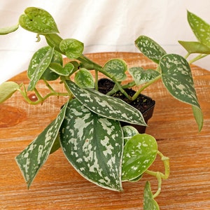 LIVE 3 inch pot Silver Satin Silvery Ann Scindapsus Pictus, Evergreen indoor vine plant, Variegated houseplant, Plant lover gift for office image 2