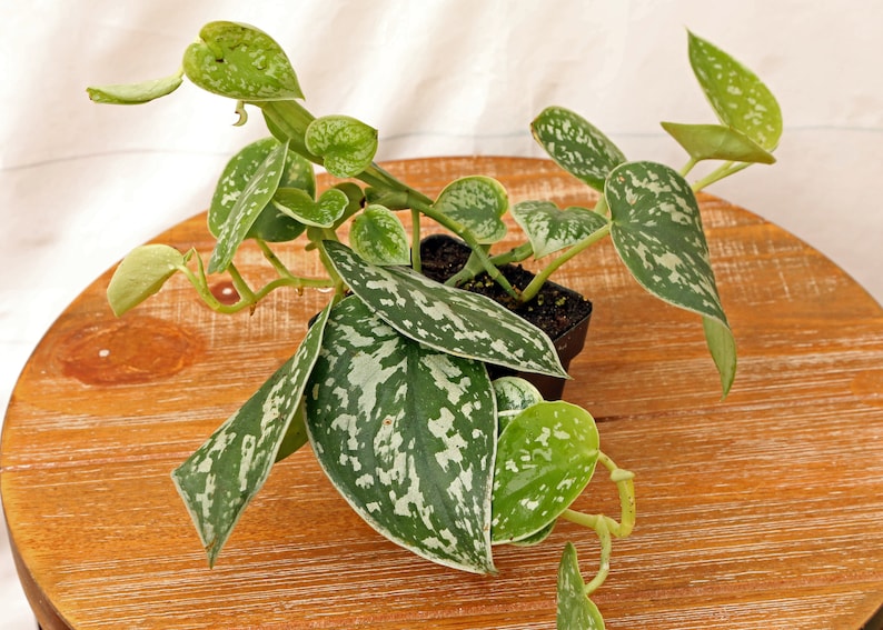 LIVE 3 inch pot Silver Satin Silvery Ann Scindapsus Pictus, Evergreen indoor vine plant, Variegated houseplant, Plant lover gift for office image 2