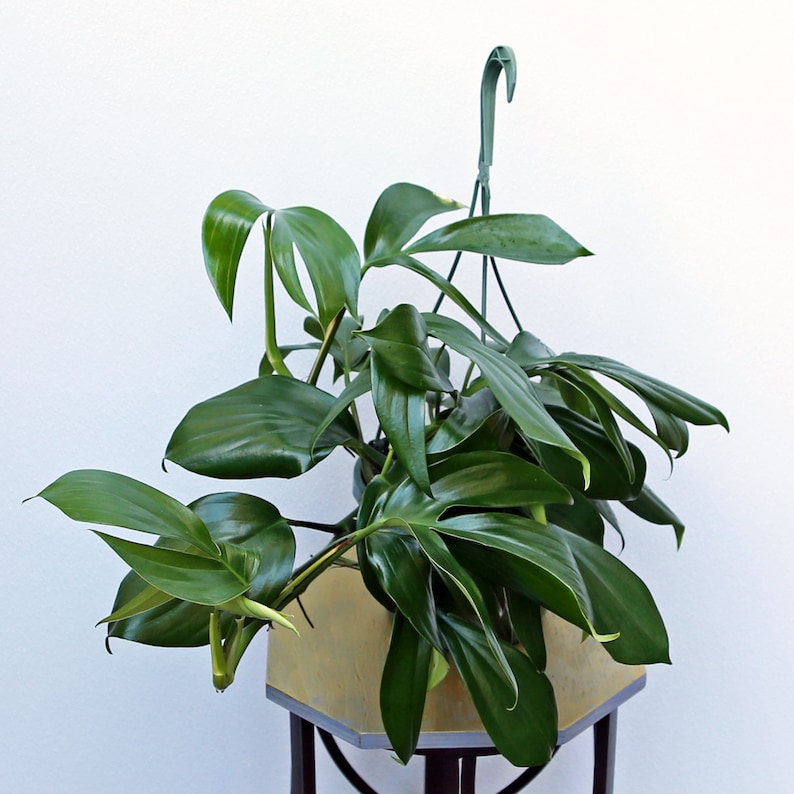 May include: A green leafy plant with large leaves in a light brown hexagonal pot. The plant is hanging from a green metal hook.