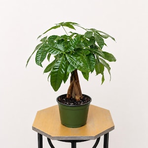 May include: A Pachira aquatica money tree plant with a braided brown trunk and glossy, dark green palmate leaves. The plant is potted in a simple, dark green plastic container filled with dark potting soil, showcasing a vibrant foliage display.