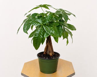 LIVE 6 inch pot Money Tree, Pachira Aquatica, Prosperity tree, Christmas gift, Gardening gift, Low maintenance plant, Sympathy gift