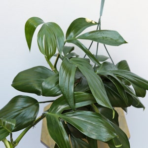May include: A close-up of a green Monstera plant with large, glossy leaves. The plant is growing in a pot and is hanging from a wire.
