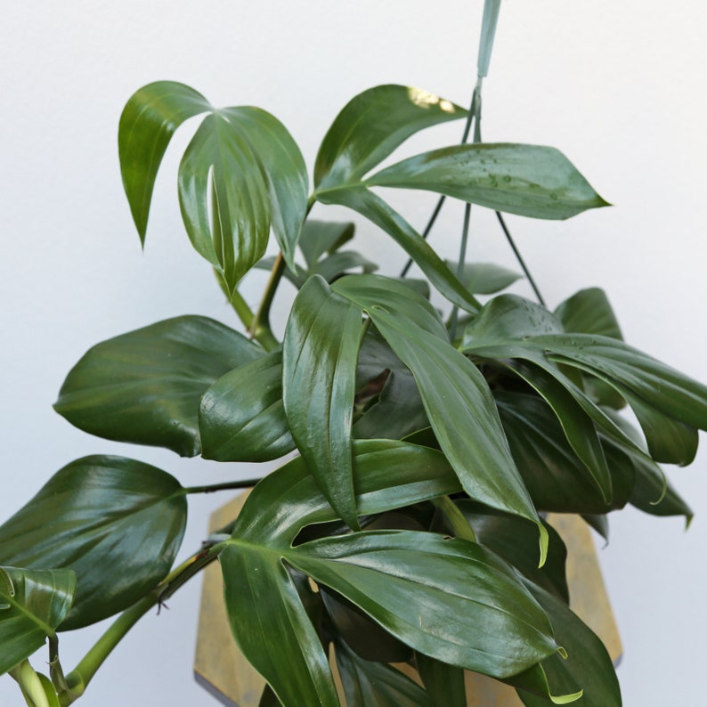 May include: A close-up of a green Monstera plant with large, glossy leaves. The plant is growing in a pot and is hanging from a wire.