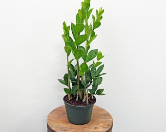 LIVE 6 inch pot ZZ plant Zamioculcas Zamiifolia, Good luck housewarming gift, Indoor potted plant, Mother's day, Plant lover office gift