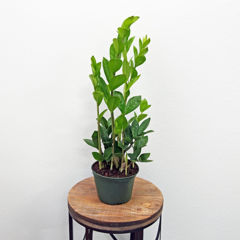 best cheap buy LIVE ZZ Plant Zamioculcas Zamiifolia