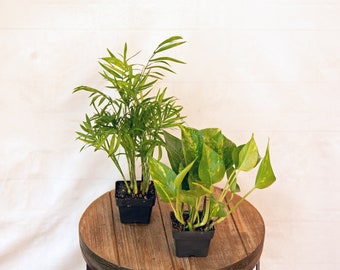 LIVE Combo 3 inch pots Palm Chamaedorea Elegans & Golden Pothos, Office gift Christmas, Thank you gift, Get well gift, Grandma birthday gift