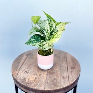 LIVE ceramic pot Marble Queen Pothos Variegated indoor potted vine plant, Basketball coach Christmas gift, Mom birthday gift, Office gift