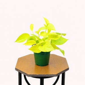LIVE 4 inch pot Neon Pothos, Indoor trailing plant, Live wall decor, Sympathy gift, Thank you gift for doctor, Fully rooted vine houseplant bild 2